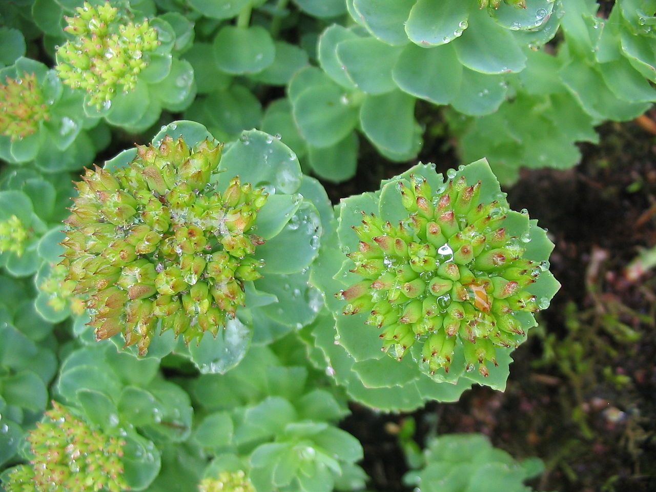 rhodiola rosea