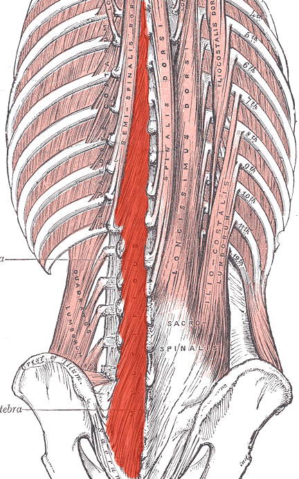 multifidus