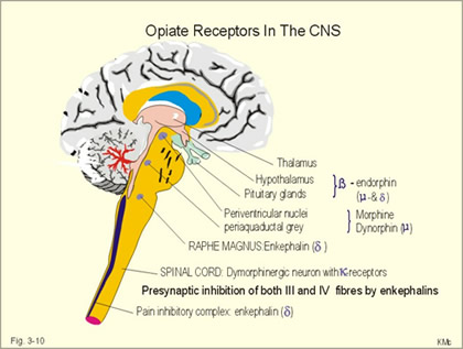 Prikaz anatomskog smještaja opioidnih receptora u SŽS-u