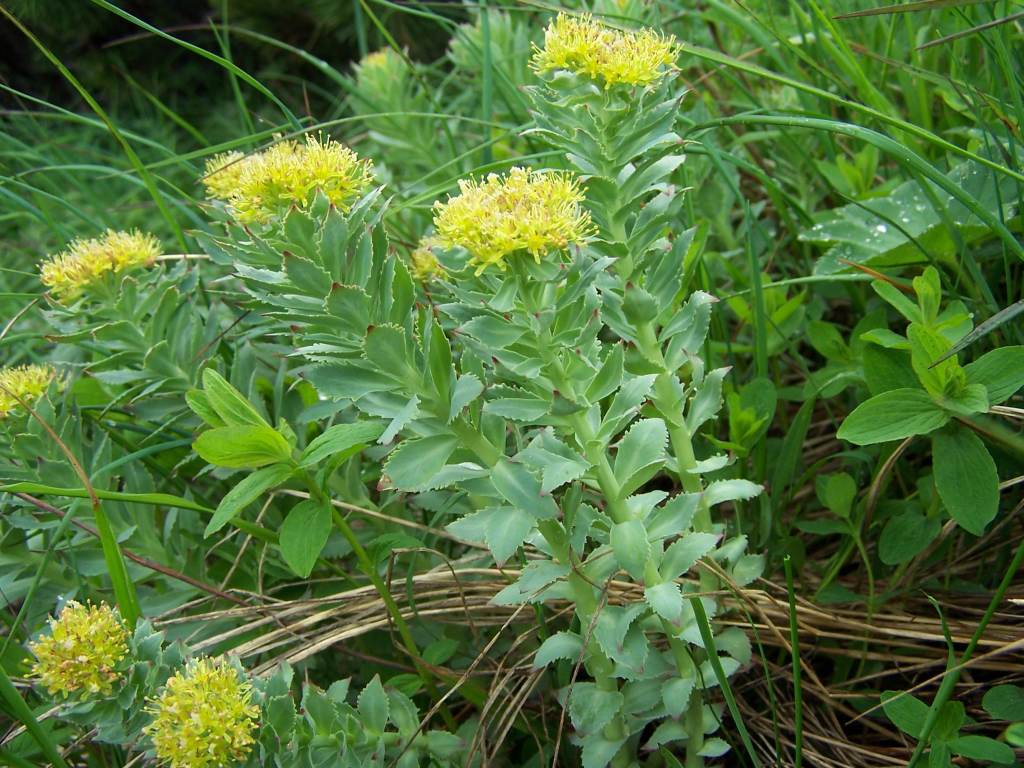 rhodiola