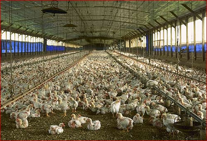 Farma kokoši