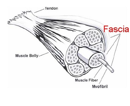 Fascia