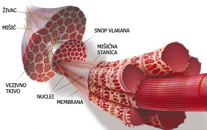 Mišićna vlakna